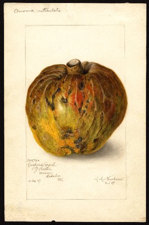 Annona reticulata