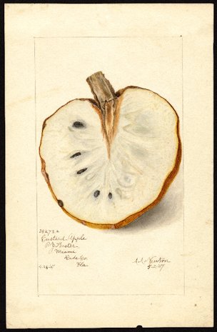 Annona reticulata