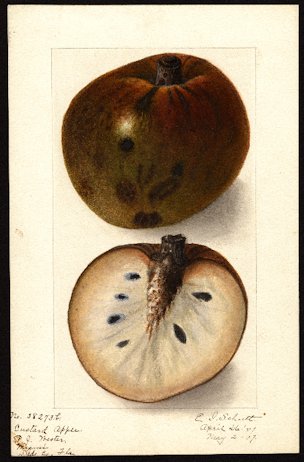 Annona reticulata