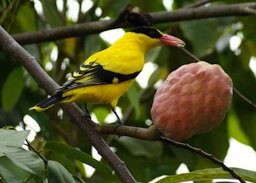 Custard apple with a Black-naped Oriole