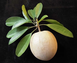 Sapodilla