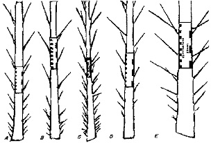 Lower section of leaves showing spine characteristics of five commercial date varieties