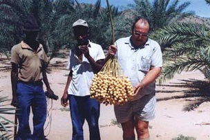 First Barhee dates produced in Namibia (April, 1997)