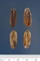 Phoenix dactylifera seeds