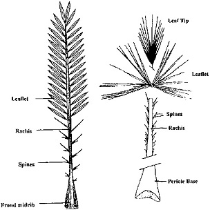 Date palm leaf characteristics.
