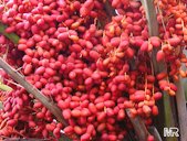 Dates ripening