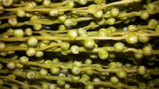 Female date inflorescence