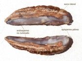 Phoenix dactylifera (palma) - Semilla: corte longitudinal - La Huerta, Albatera, Provincia de Alicante, España