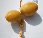 Unripe dates