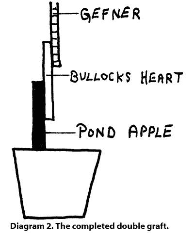 Sketch of the completed double graft.