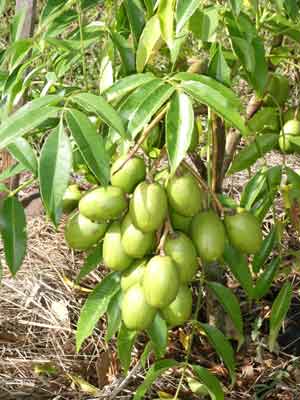 Dwarf ambarella (Spondias dulcis) one year old seedling