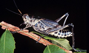 Adult lubber grasshopper in dark color phase