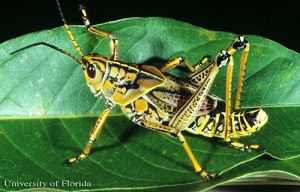 Adult lubber grasshopper in intermediate color phase