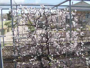 Plumcot flowering