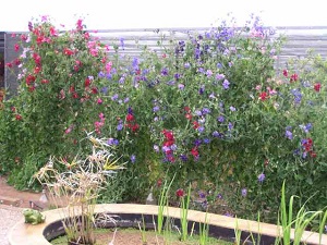 Sweet peas in bloom