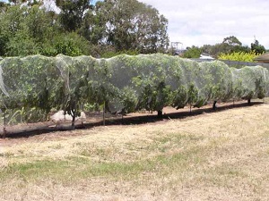 Vines in open which have to be netted