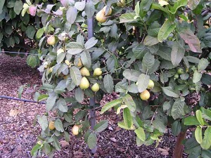 Malasian Guava