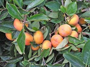 Ichikikei Jiro Persimmon