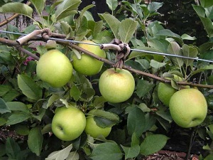 Cleopatra Apples