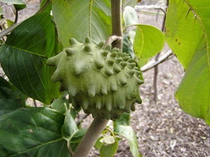 Cherimoya Fruit