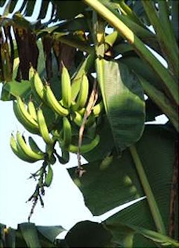 'False Horn' plantain