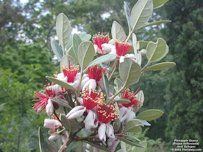 Feijoa Flowers