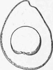 Fig. 7. The Taft avocado. (X 1/3)