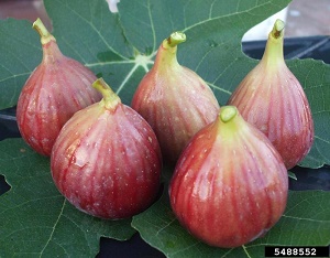 Edible fig (Ficus carica) L