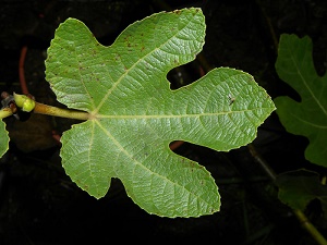 Ficus carica L. (cultivado)