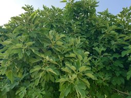 Ficus carica. Kavarna, Dobrich, Bulgaria.