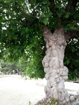 Ficus carica. Crete, Greece.