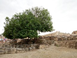 Ficus carica. Crete, Greece.