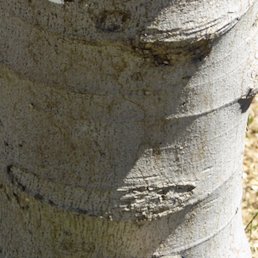 Ficus carica. Splitsko, Croatia.