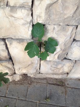 Ficus carica. Shmuel Beit Street, Jerusalem.