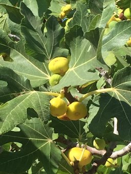 Ficus carica. Nisos Karpathos, Lakki, Dodecane, Greece.