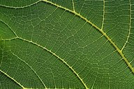 Fig leaf venation