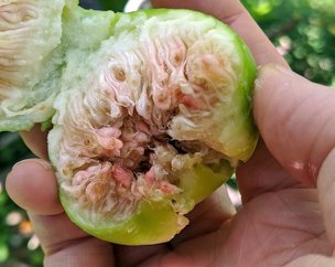 Inside a Green Ischia fig