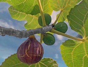 Ripe and unripe Brown Turkey figs