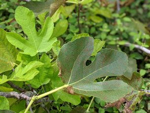 Fig leaf with fig rust