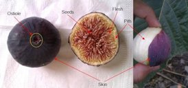 Fig fruit anatomy.