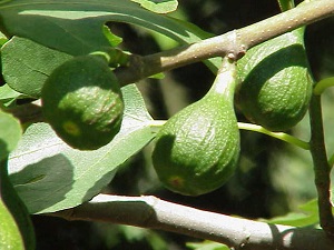 Ficus carica, unripe fruit