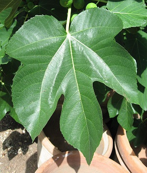 Ficus carica leaf in Giardino dei Semplici di Firenze