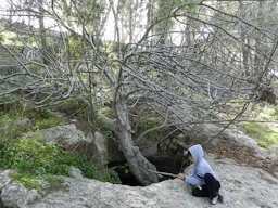 The Fig tree grows at the entrance to a large cave in Jerusalem Forest.