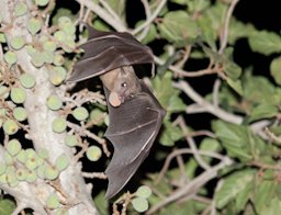 Egyptian fruit bat - Rousettus aegyptiacus - in flight with a fig fruit.