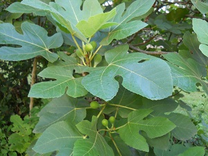 Leaves and immature fruit