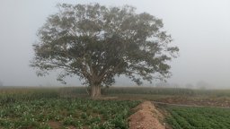 Sacred fig tree on a foggy morning in Coimbatore Tamil Nadu, India.