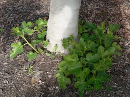 Basal shoots or suckers coming from the base of a California Blackjack fig tree.