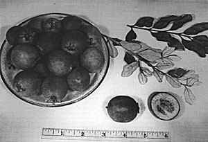 The feijoa, or pineapple guava (Feijoa sellowiana)