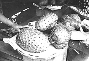 Fig. 20: Exceptionally large and well-formed soursops (Annona muricata) in a Saigon market, 1968.