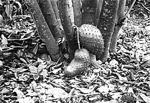 Fig. 21: The soursop tree may bear fruits anywhere on its trunk or branches.